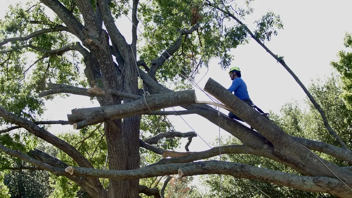 Professional Crown Thinning performed by certified arborists in Lock Haven